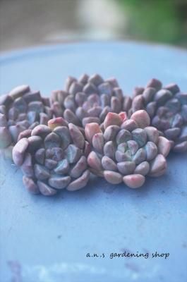 ֥