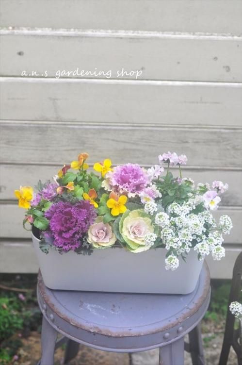 フリルイエロー系ビオラ 横長鉢に寄せ植え - 多肉植物やガーデニング