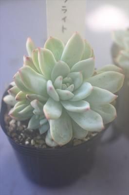 ֥饤