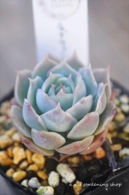 ֥