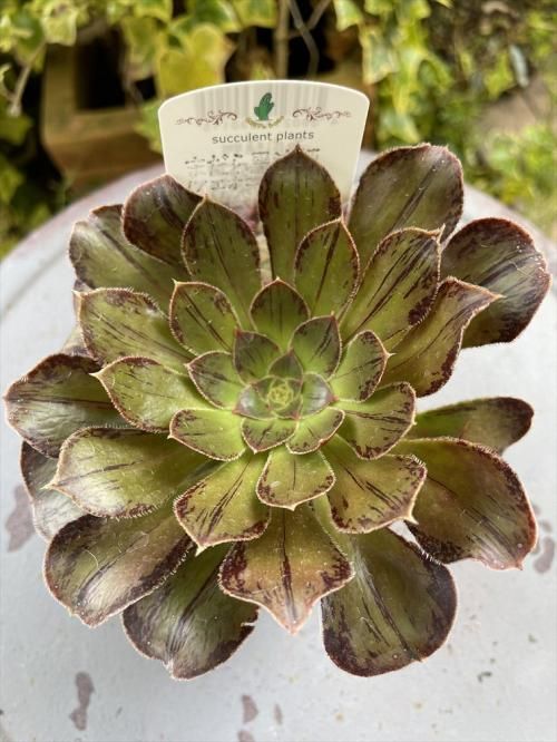 少しレア 観葉植物 多肉植物 綴化 アエオニウム まだら黒法師
