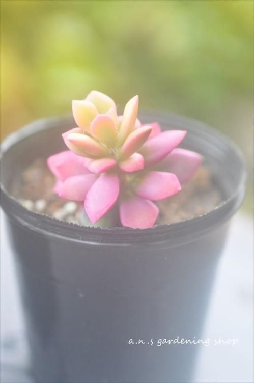 桜吹雪|- ガーデニング用品や多肉植物、寄せ植えの通販サイト 桜吹雪|- ガーデニング用品や多肉植物、寄せ植えの通販サイト