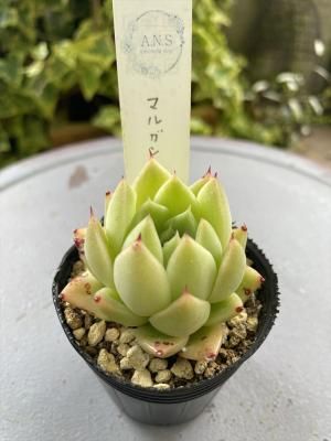 ޥ륬