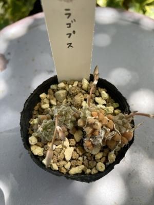 饴ץ