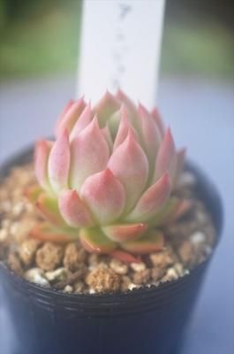 󥸥
