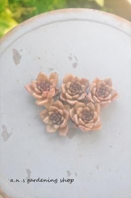 <img class='new_mark_img1' src='https://img.shop-pro.jp/img/new/icons12.gif' style='border:none;display:inline;margin:0px;padding:0px;width:auto;' />祳졼ȥࡼ