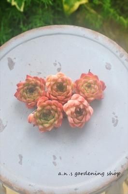 <img class='new_mark_img1' src='https://img.shop-pro.jp/img/new/icons12.gif' style='border:none;display:inline;margin:0px;padding:0px;width:auto;' />hyb