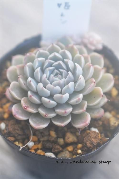 メキシコ姫レン｜- A.N.S*ナチュラルガーデニング*ブリキ・人気多肉*通販