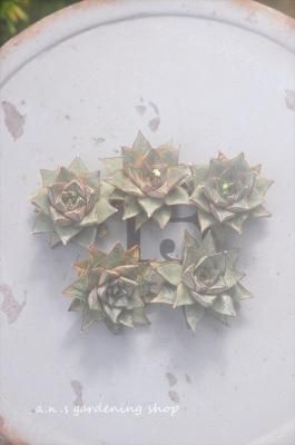 ¶ӡֺǸβΤ褦ˤʤޤ