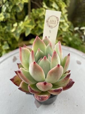 饿