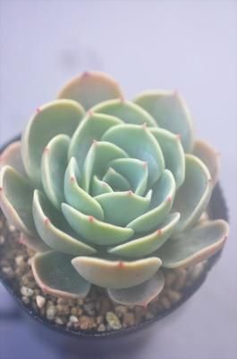 ʡ