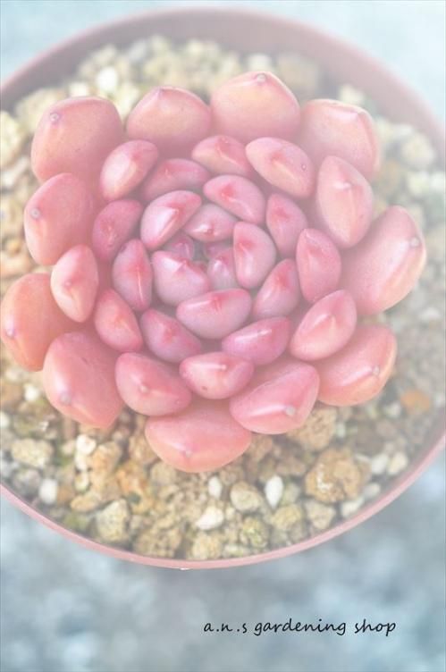 レッドルビー｜- ガーデニング用品や多肉植物の通販サイト｜A.N.S