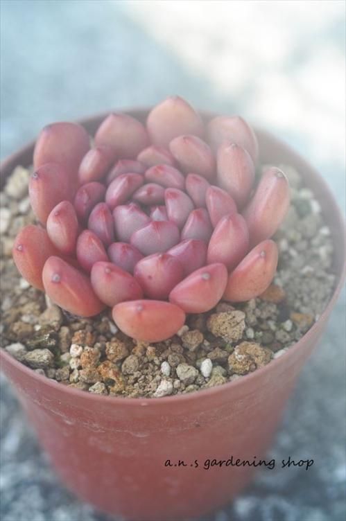 レッドルビー｜- ガーデニング用品や多肉植物の通販サイト｜A.N.S