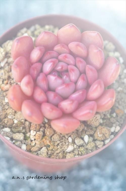 レッドルビー｜- ガーデニング用品や多肉植物の通販サイト｜A.N.S