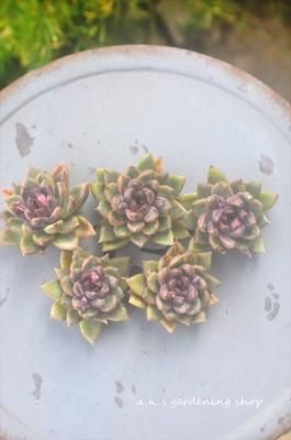 <img class='new_mark_img1' src='https://img.shop-pro.jp/img/new/icons12.gif' style='border:none;display:inline;margin:0px;padding:0px;width:auto;' />졼ץߥȥ