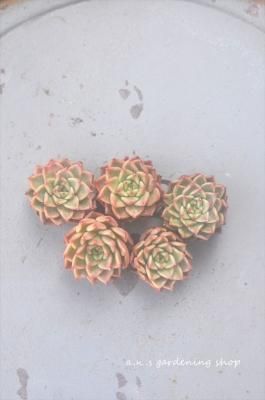 <img class='new_mark_img1' src='https://img.shop-pro.jp/img/new/icons12.gif' style='border:none;display:inline;margin:0px;padding:0px;width:auto;' />֥饦ˡ