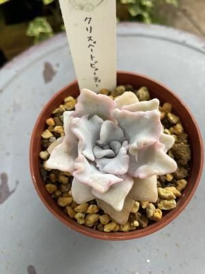 ꥹڡȥӥ塼ƥ