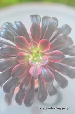 󥷥󡡥Хåȡ6ѥݥå