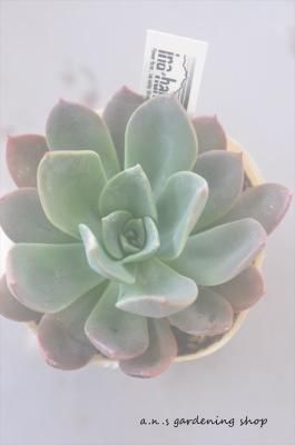 ֥롼ץ