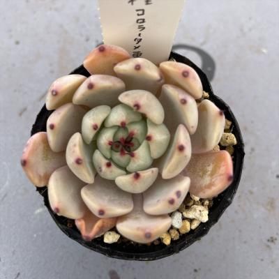 拾顼