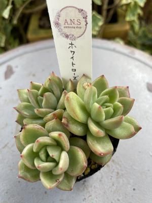 ۥ磻ȥ