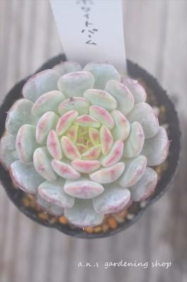 ۥ磻ȥѡ