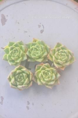 <img class='new_mark_img1' src='https://img.shop-pro.jp/img/new/icons12.gif' style='border:none;display:inline;margin:0px;padding:0px;width:auto;' />�������1��