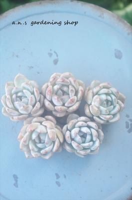 ��������1�������å���