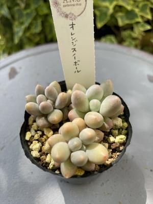 󥸥Ρܡ롡