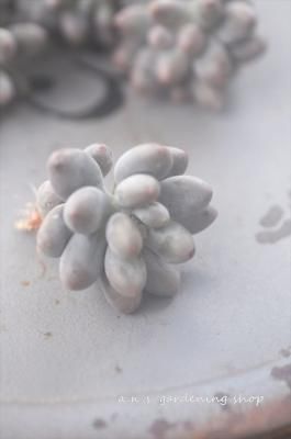 <img class='new_mark_img1' src='https://img.shop-pro.jp/img/new/icons12.gif' style='border:none;display:inline;margin:0px;padding:0px;width:auto;' />åȡ(11/13¿10ʼ)