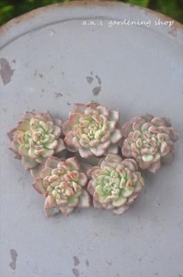 �֥饤�ȡ�1�������å���