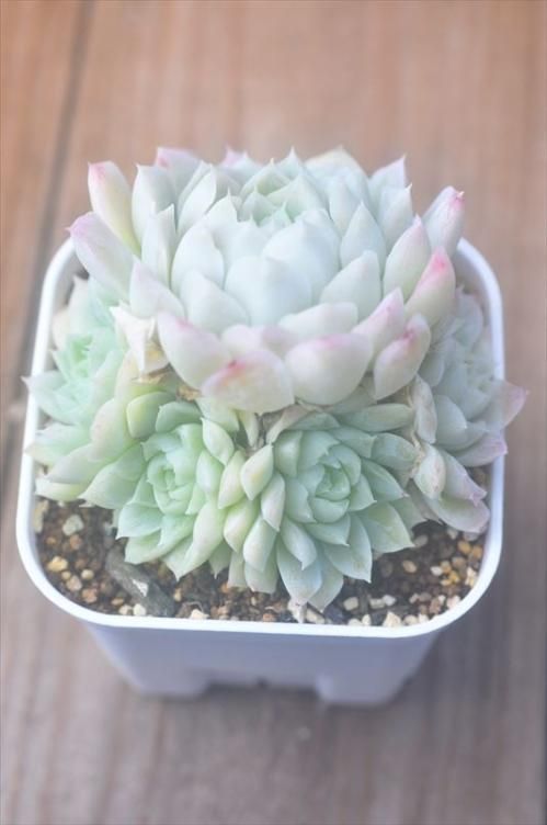 スティル| ガーデニング用品や多肉植物、寄せ植えの通販サイト A.N.S