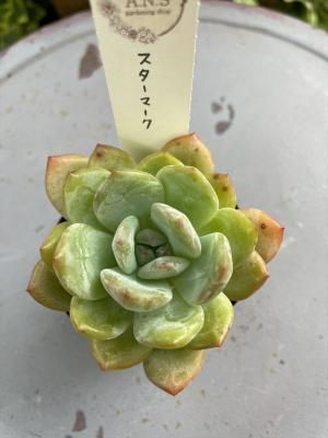 ޡ