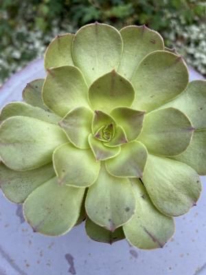 66#植物❤️アエオニウム錦❤️浣纱❤️1頭16cmカット苗 66#植物❤️アエオニウム錦❤️浣纱❤️1頭16cmカット苗