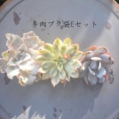 2024.���¿���ץ���E��1/9ȯ����