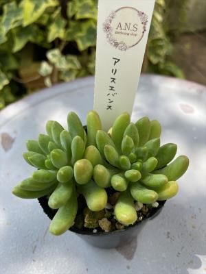 ꥹХ