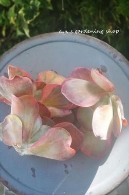 ӡ礭ᡡ1åġդϸϤƤޤ