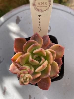 ƥƥ饸
