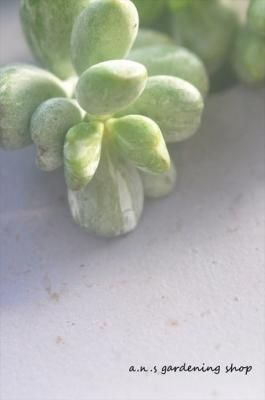 ҥ祦ʡ̼1åġ(Usajii)