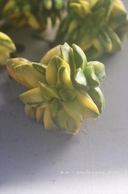 ץ󥰥ӡ1åġκꡡ(Usajii)