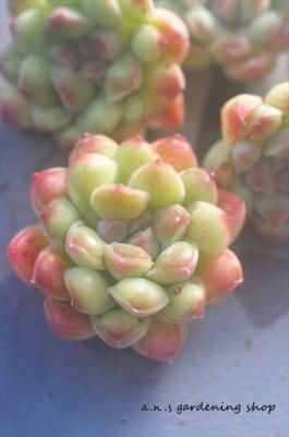 ӥɥåס1åġ(Usajii)