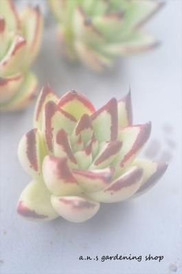 ڡ1å