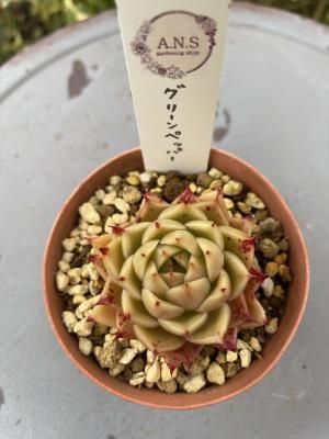 ꡼ڥåѡ