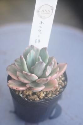 ۥ륦