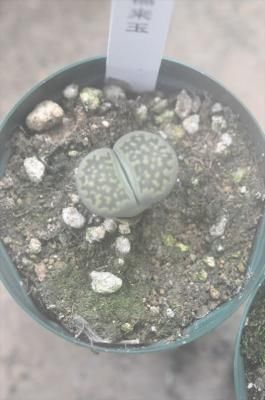 ʡ̡κޤ