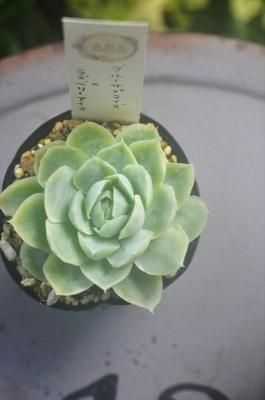 ֥롼ץ饤ߥ饺٥꡼