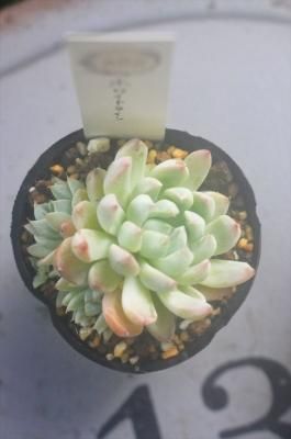 ۥ磻ȥ饤