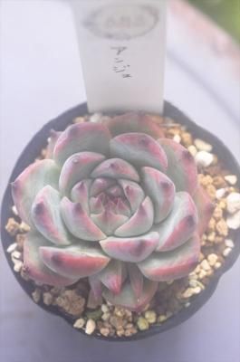 󥸥
