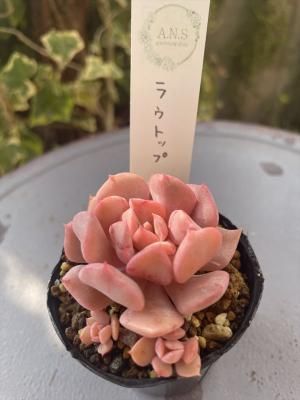 饦ȥå