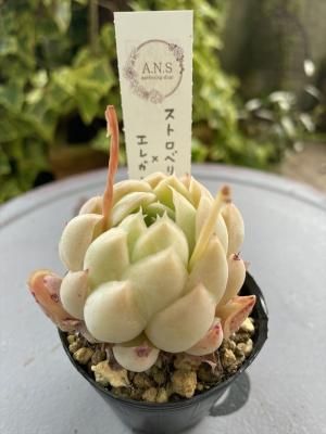 ȥ٥꡼ߥ쥬